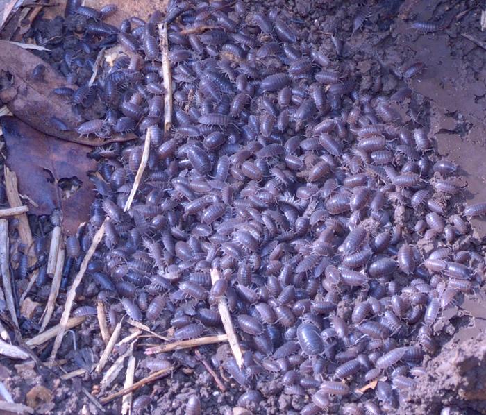 pillbugs