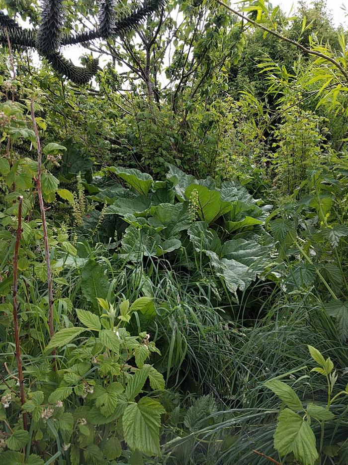 Rhubarb in fruit jungle