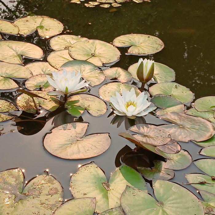 &amp;#91;pond.jpg&amp;#93;