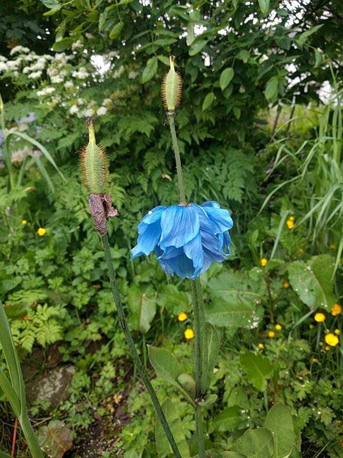 Himalayan poppies