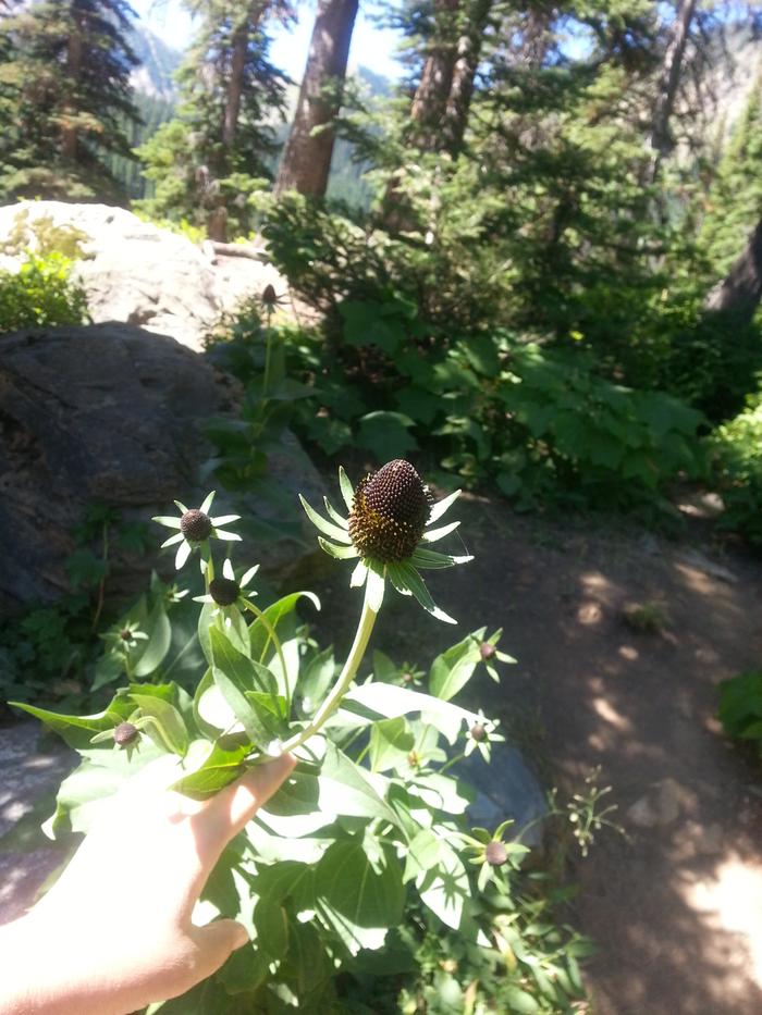 [Thumbnail for rudbeckia-occidentalis-western-coneflower.jpg]
