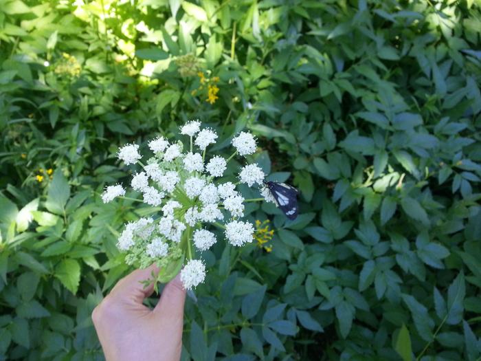 [Thumbnail for angelica-with-butterfly.jpg]