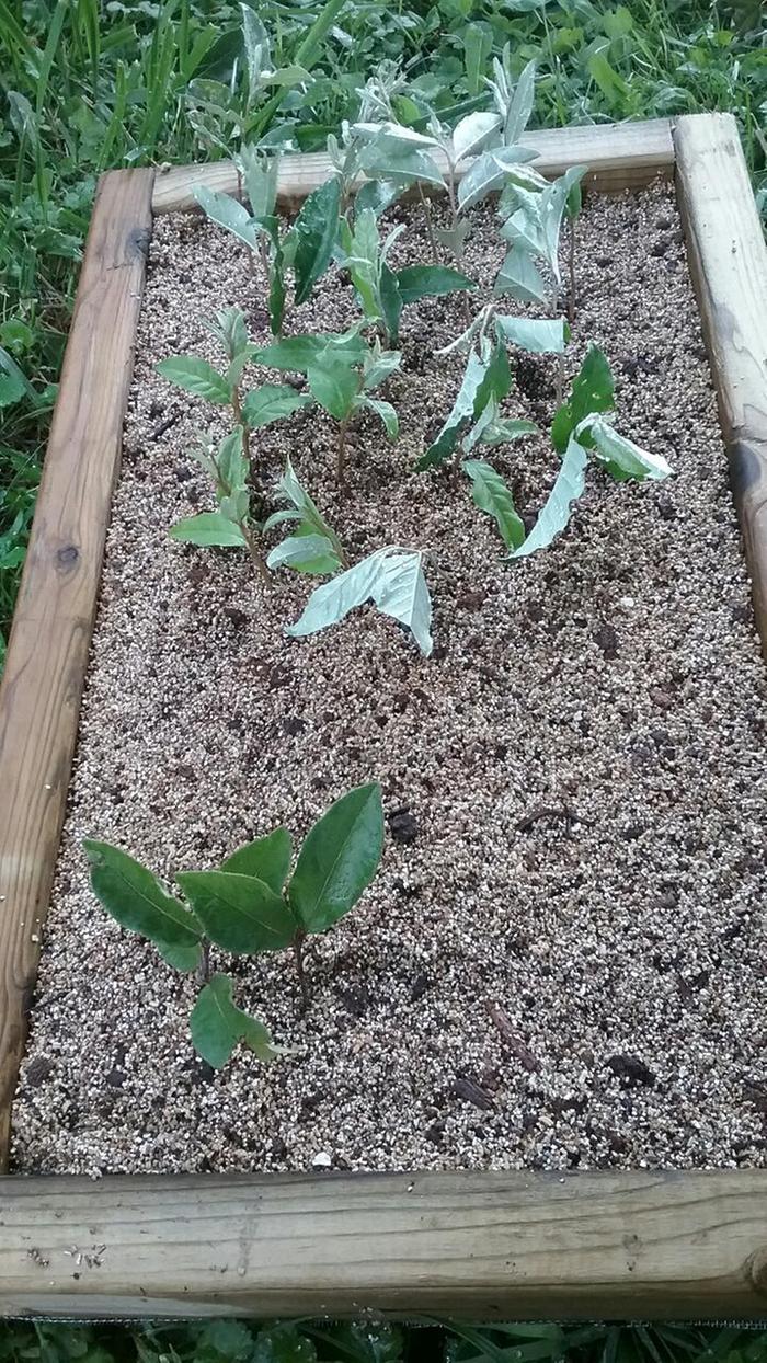 cuttings in a grow box