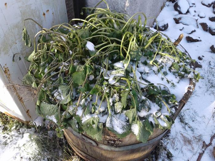 Wasabi damaged by cold wind/snow in early April