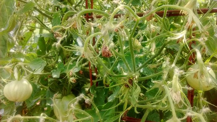Two tomato plants have strange characteristics