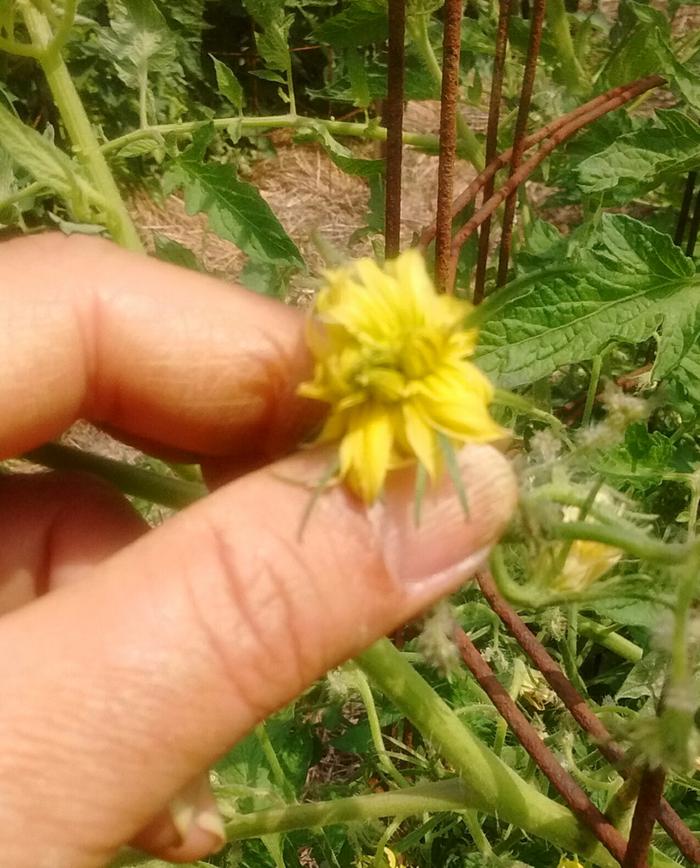 flowers are deformed