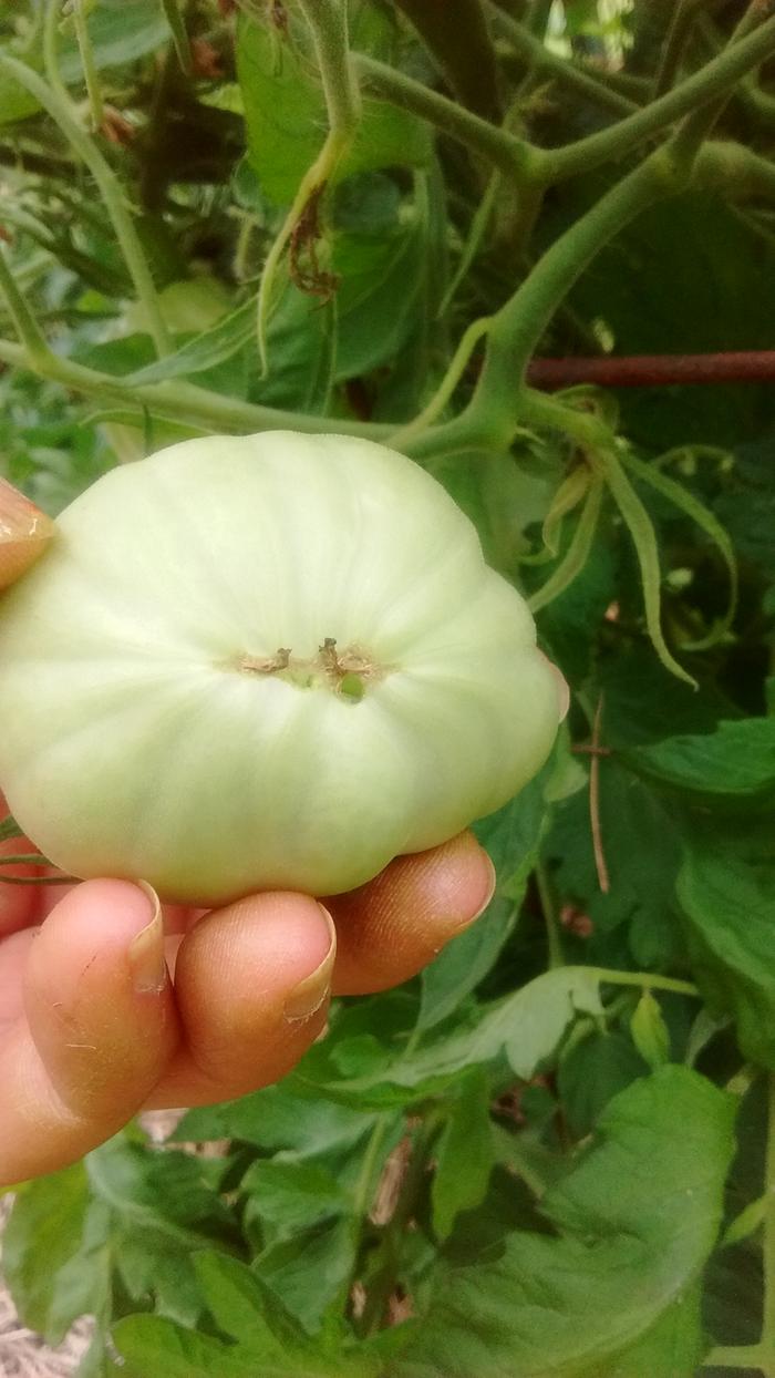 misshapen fruit