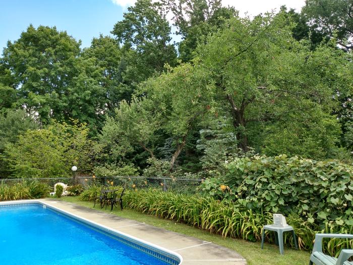 [Thumbnail for late-summer-pool-with-apple-grape-and-daylilies.jpg]