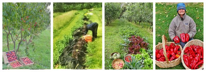 helen atthowe people permaculture and polyculture gardening