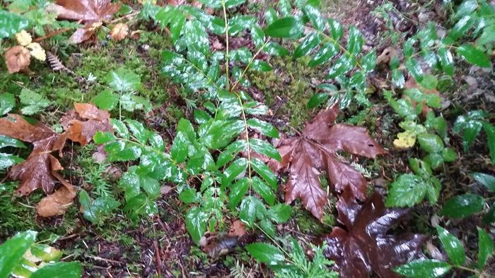 wild oregon grape plant