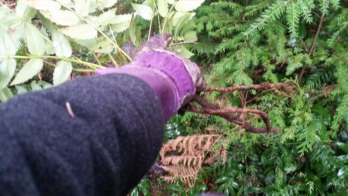 small oregon grape plants