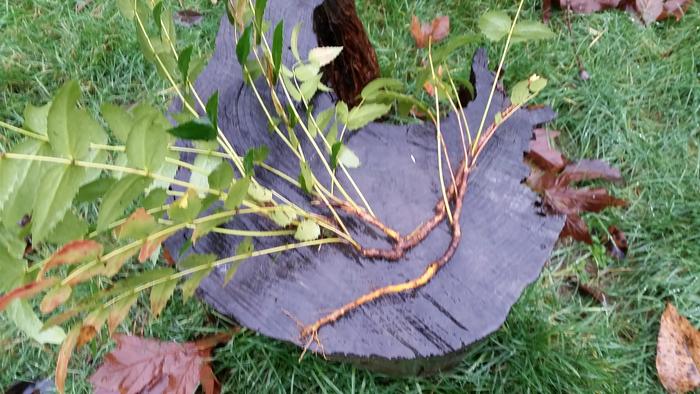 oregon grape roots on stump