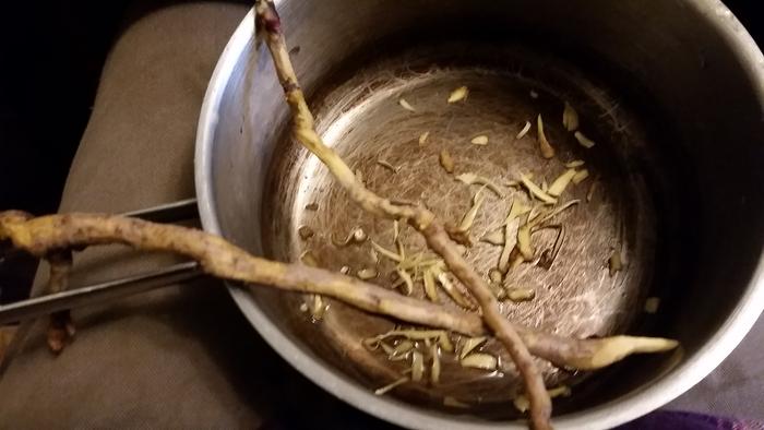 oregon grape root shavings