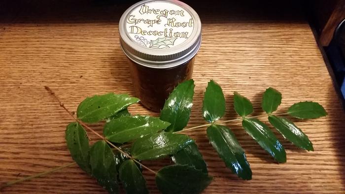 oregon grape leaves next to jar of decoction