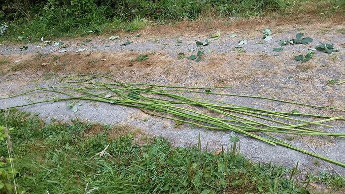 blackberry vines stripped of their thorns