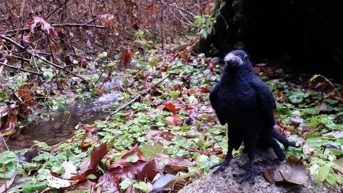 needle-felted black raven on a rock next to a autumn stream