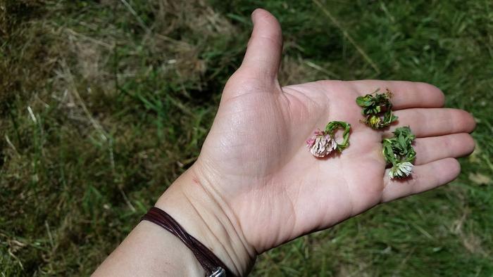 fairy crowns made of clovers
