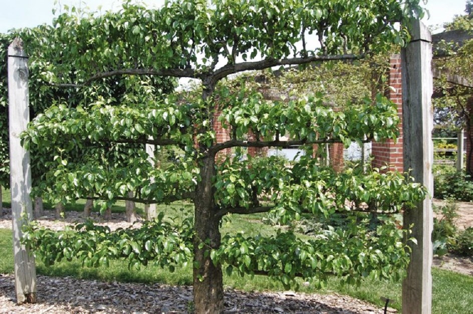 Living Apple Fence