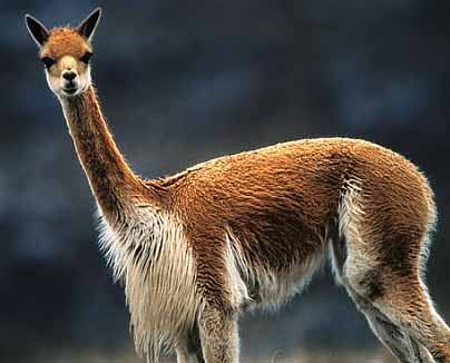 [Thumbnail for shaggy-vicuna.jpg]