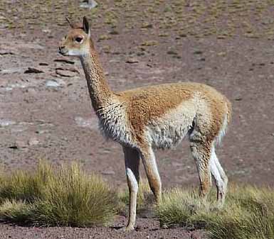 [Thumbnail for vicuna-desert.jpg]