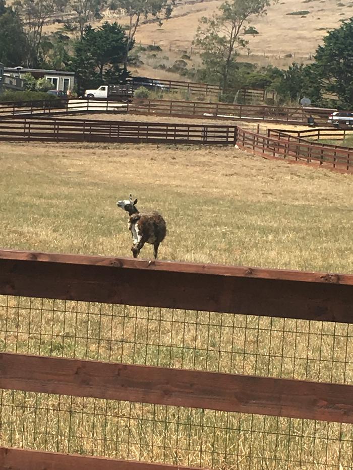 llama in fenced paddock