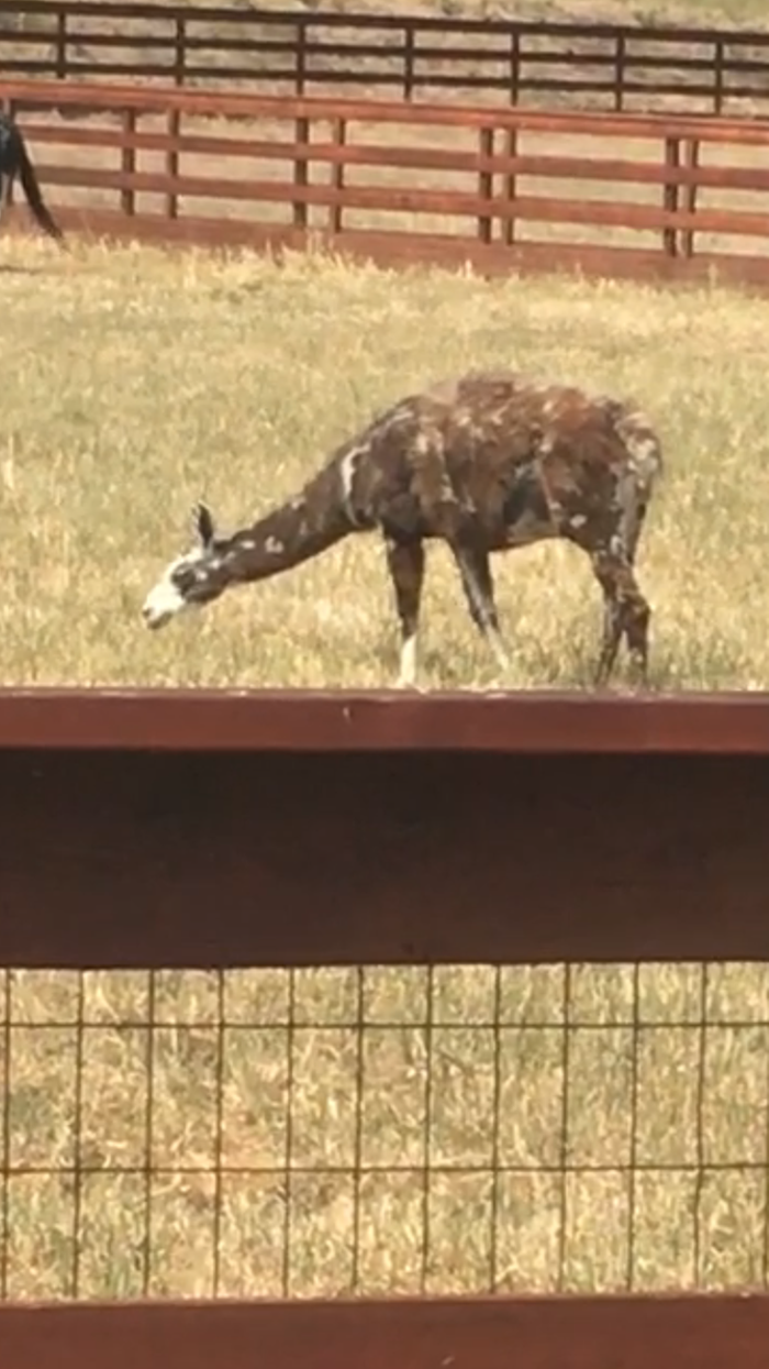 spotted llama in fenced paddock
