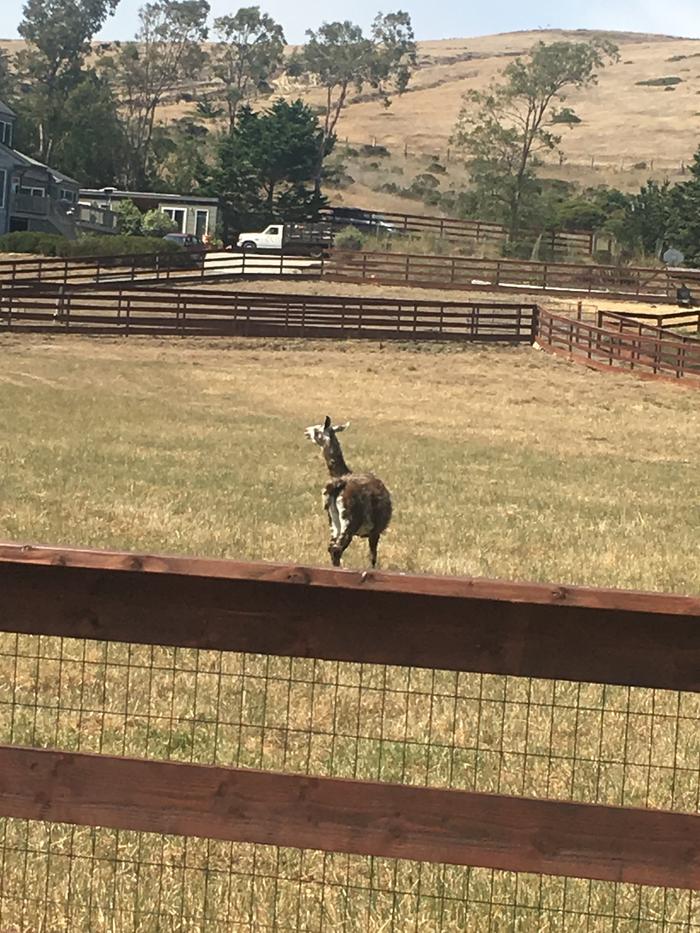 llama in fenced paddock