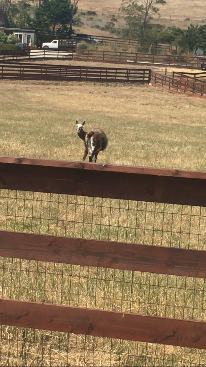 llama in fenced paddock