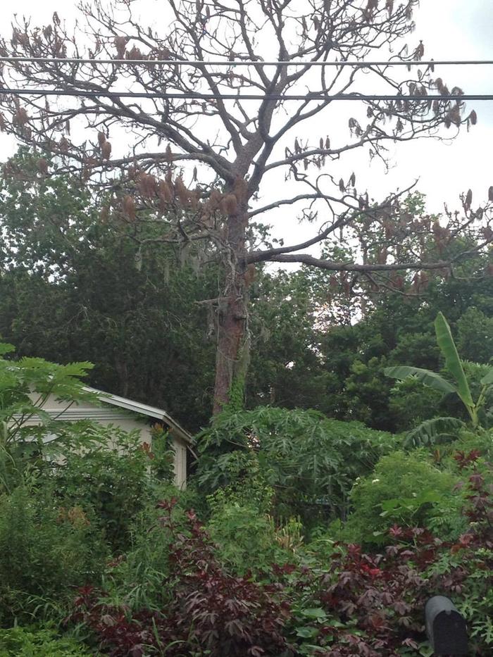 this pine tree which has had dead foliage for about a year or more