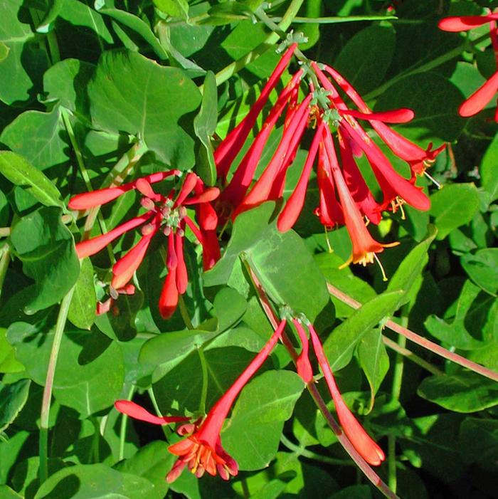 [Thumbnail for IMG_6604.jpeg]