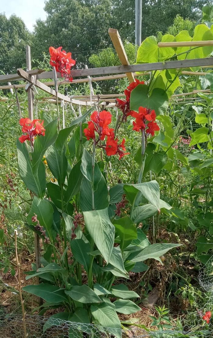 Red canna from seed