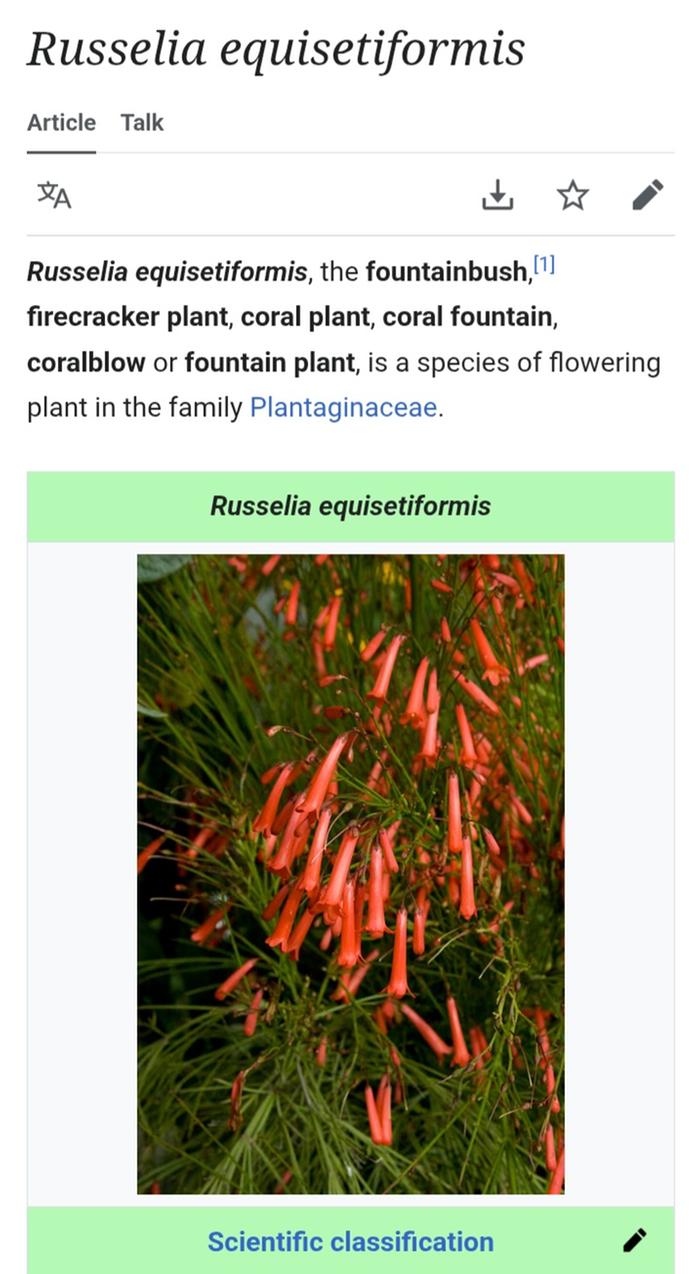 Firecracker plant