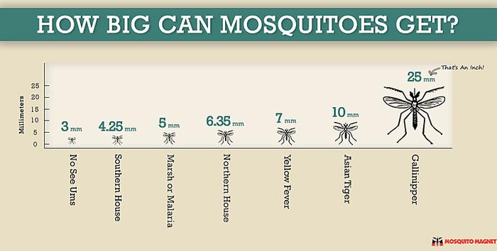 [Thumbnail for mosquito-size-comparison-infographic-mm-2jpeg.jpg]