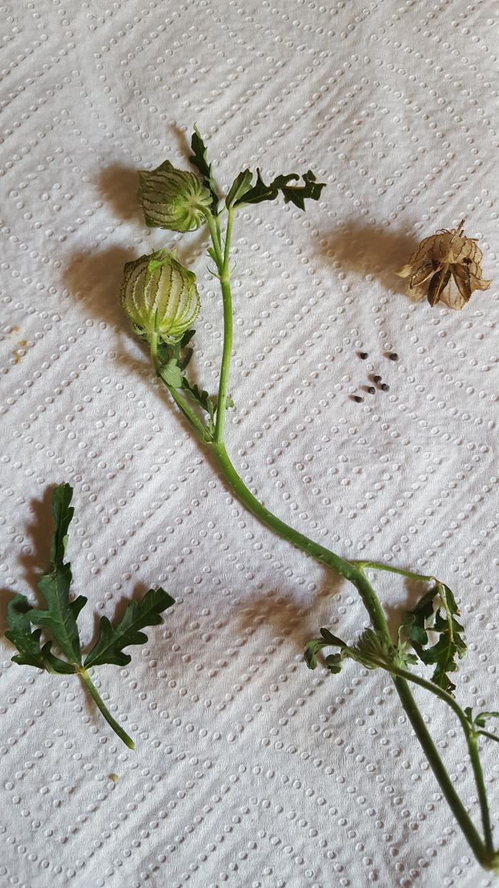 Flower of an hour, hibiscus trionum