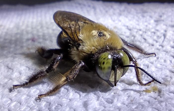 bee with strange eyes