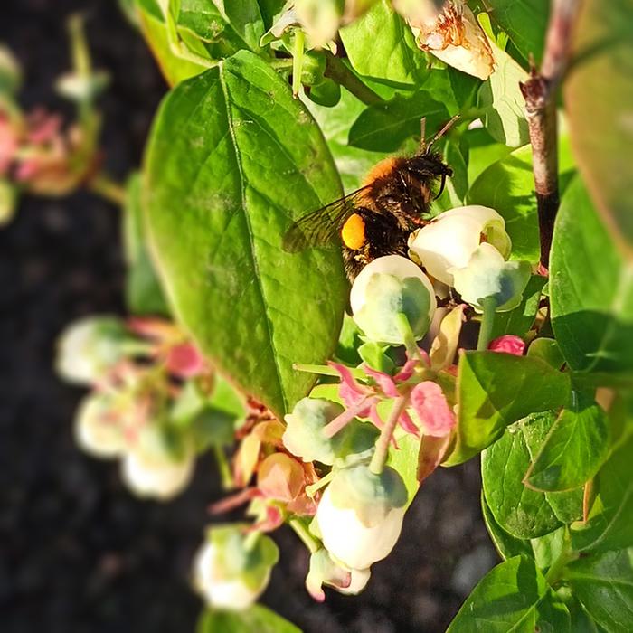 bumblebee on a blueberry
