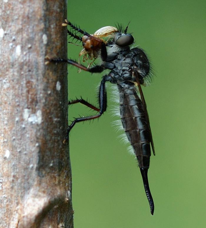 Robber fly