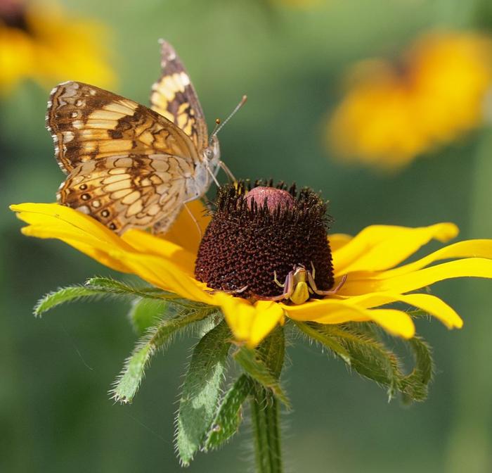 Crab spider