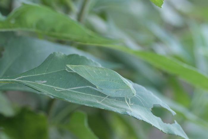 Katydid
