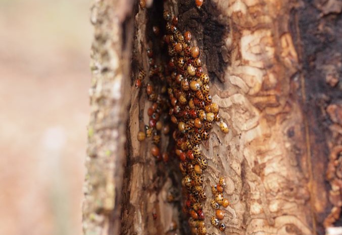 Lady beetles overwintering in bark