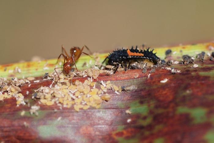 Lady beetle larvae eating aphids