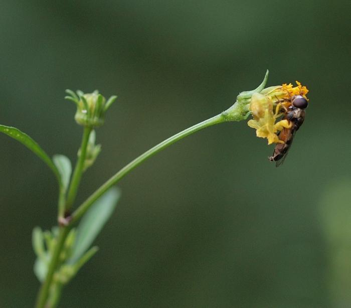 Ambush bug