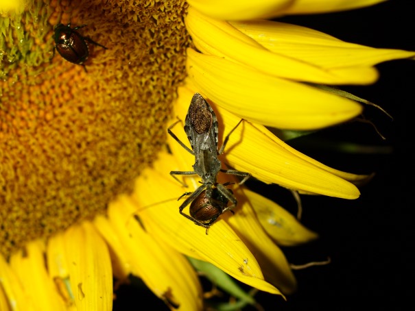 Wheel bug 