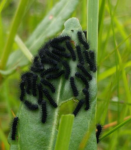 black caterpillars with tufts on sorrel leaf