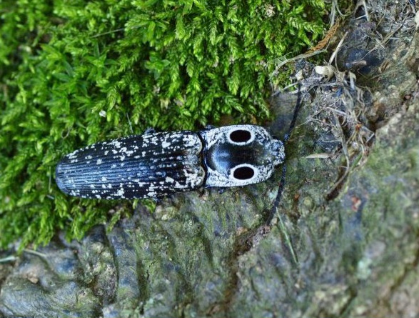 Eastern eyed click beetle