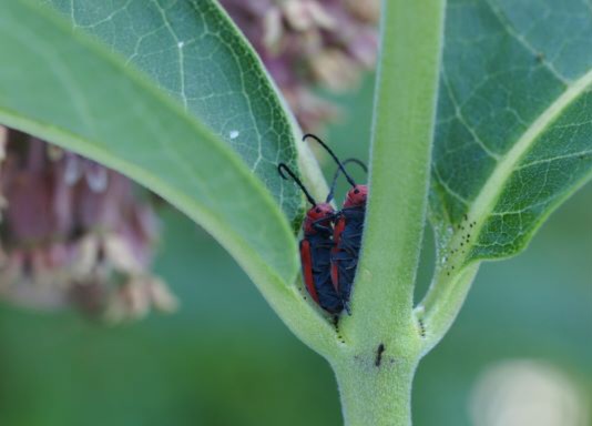 Red milkweed beetles