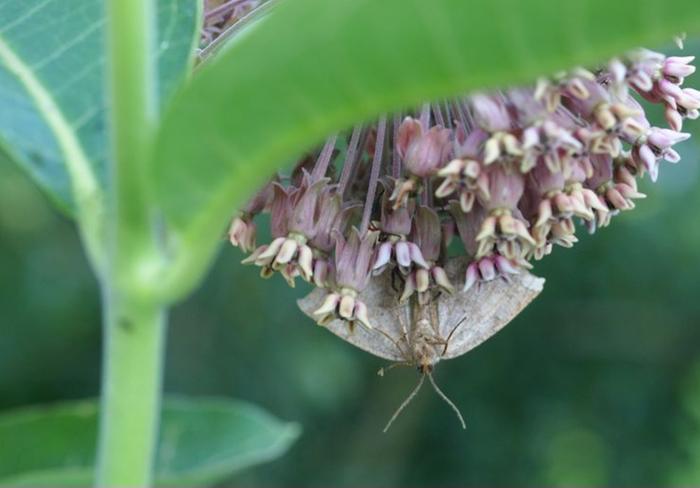 Moth caught by a wolf spider