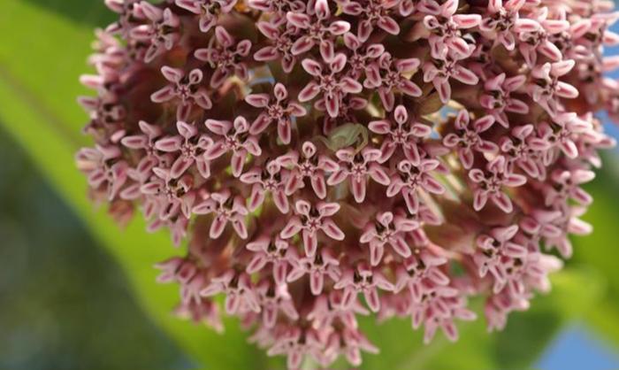 See the crab spider?