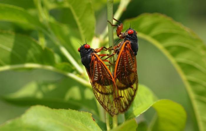 Periodical cicadas on peach tree