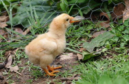 Mama hen taught one week old chick to eat them
